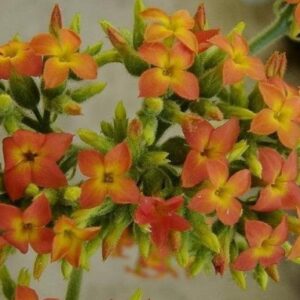 Kalanchoe zimbabwensis - 10 Seed Pack