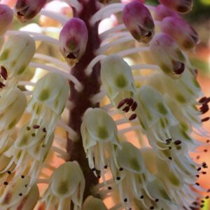 Lachenalia anguinea - Viooltjie; Snake Leaved Lachenalia - 5 Seed Pack