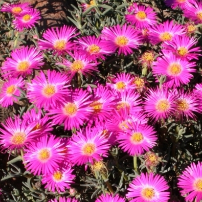 Lampranthus densifolius (Mesembryanthemum densifolium) - Vibrant Stone Plant - 10 Seed Pack