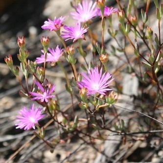 Lampranthus dependens (Mesembryanthemum dependens) - 10 Seed Pack