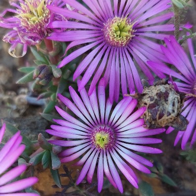 Lampranthus elegans (Mesembryanthemum elegans) - 10 Seed Pack