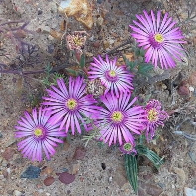 Lampranthus elegans (Mesembryanthemum elegans) - 10 Seed Pack - Image 3
