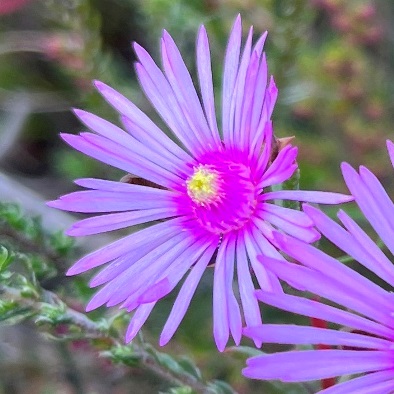 Lampranthus elegans (Mesembryanthemum elegans) - 10 Seed Pack - Image 2
