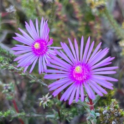 Lampranthus elegans (Mesembryanthemum elegans) - 10 Seed Pack - Image 4