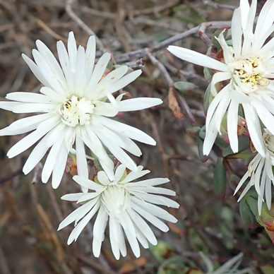 Lampranthus falcatus (Mesembryanthemum falcatum) - 10 Seed Pack - Image 2