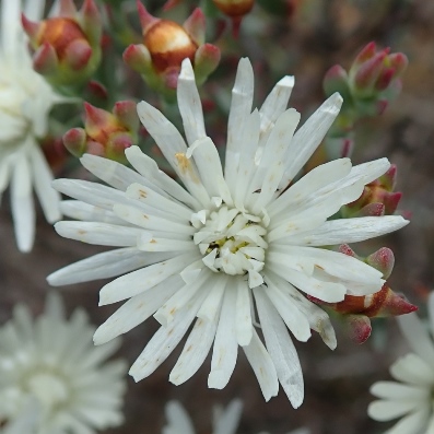 Lampranthus falcatus (Mesembryanthemum falcatum) - 10 Seed Pack - Image 4