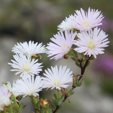 Lampranthus falcatus (Mesembryanthemum falcatum) - 10 Seed Pack