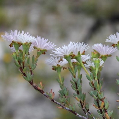 Lampranthus falcatus (Mesembryanthemum falcatum) - 10 Seed Pack - Image 3