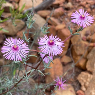 Lampranthus leipoldtii - 10 Seed Pack
