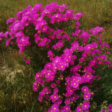 Lampranthus stipulaceus - 10 Seed Pack - Image 2
