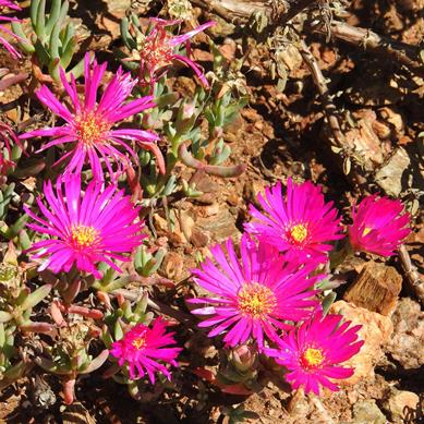 Lampranthus stipulaceus - 10 Seed Pack - Image 3