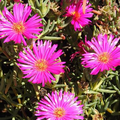 Lampranthus stipulaceus - 10 Seed Pack - Image 4