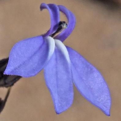 Lobelia capillifolia (Rapuntium capillifolium) - 5 Seed Pack - Image 2