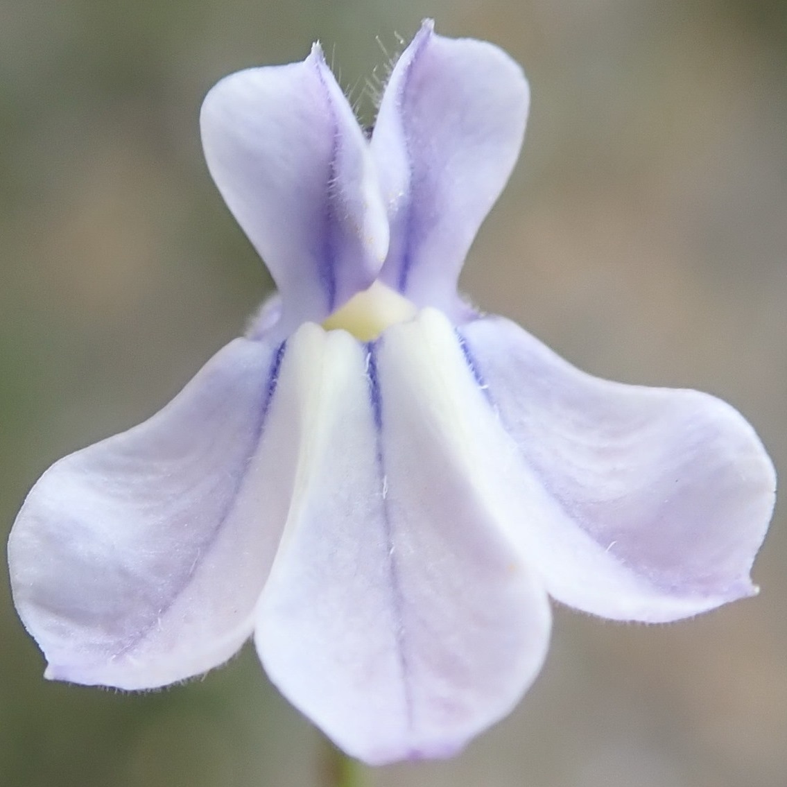 Lobelia capillifolia (Rapuntium capillifolium) - 5 Seed Pack