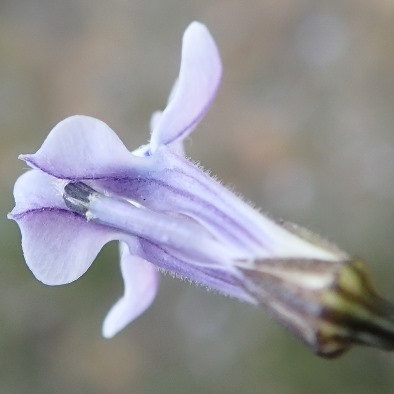 Lobelia capillifolia (Rapuntium capillifolium) - 5 Seed Pack - Image 3