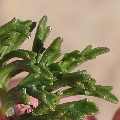 Lobelia tomentosa (Lobelia caerulea) - 5 Seed Pack - Image 2