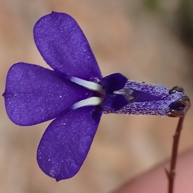 Lobelia tomentosa (Lobelia caerulea) - 5 Seed Pack - Image 3