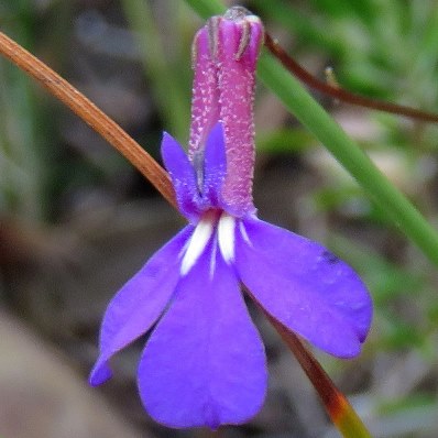 Lobelia tomentosa (Lobelia caerulea) - 5 Seed Pack