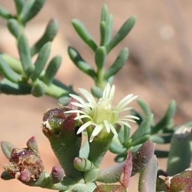 Mesembryanthemum granulicaule (Psilocaulon granulicaule) - Asbossie, Brakbos, Brakbossie, Loogbos, Loogbossie; Wiry noon-flower - 5 Seed Pack - Image 2