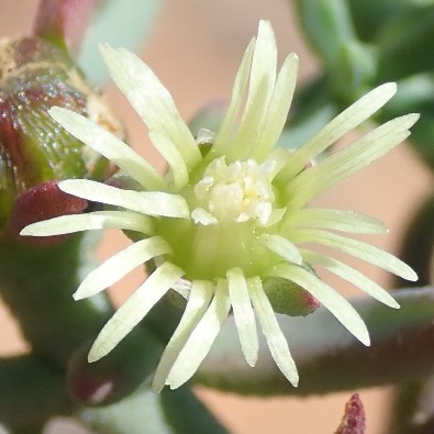 Mesembryanthemum granulicaule (Psilocaulon granulicaule) - Asbossie, Brakbos, Brakbossie, Loogbos, Loogbossie; Wiry noon-flower - 5 Seed Pack