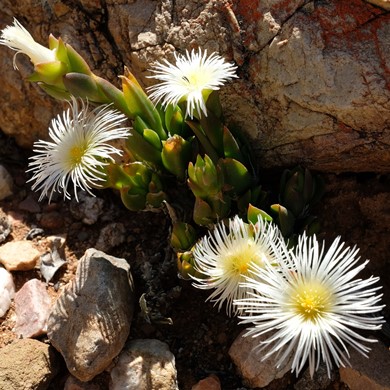 Mesembryanthemum ladismithiense (Sceletium strictum) - Smooth Skeletonfig - 10 Seed Pack - Image 2