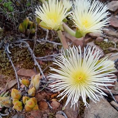 Mesembryanthemum ladismithiense (Sceletium strictum) - Smooth Skeletonfig - 10 Seed Pack