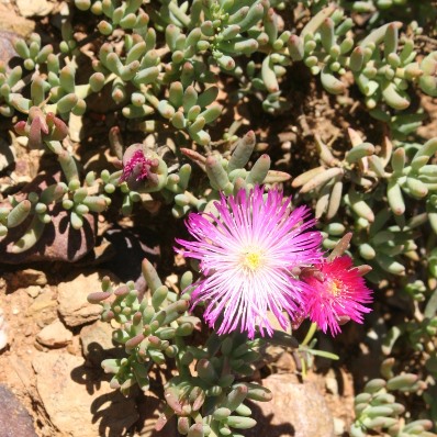 Mesembryanthemum splendens (Aridaria rosea) - Donkievygie; Brack-Veld Mesemb - 5 Seed Pack