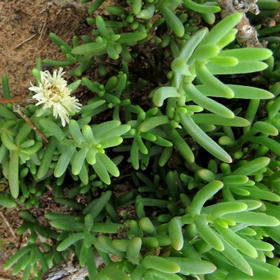 Mesembryanthemum splendens (Aridaria rosea) - Donkievygie; Brack-Veld Mesemb - 5 Seed Pack - Image 2