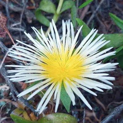 Mesembryanthemum varians (Sceletium varians) - Salt Mesemb, Skeleton Plant; Soutvygie - 5 Seed Pack