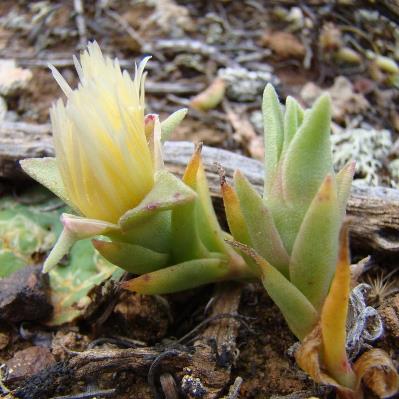 Mesembryanthemum varians (Sceletium varians) - Salt Mesemb, Skeleton Plant; Soutvygie - 5 Seed Pack - Image 2