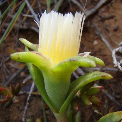 Mesembryanthemum varians (Sceletium varians) - Salt Mesemb, Skeleton Plant; Soutvygie - 5 Seed Pack - Image 3