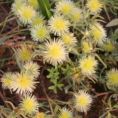 Mesembryanthemum viridiflorum (Aridaria trichosantha) - Clanwilliam Mopkop - 5 Seed Pack