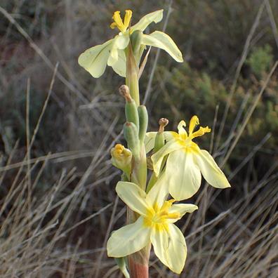 Moraea pallida (Homeria glauca) - Geeltulp; Indlolothi, Ingqunde - 5 Seed Pack - Image 2
