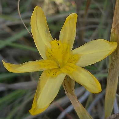 Moraea pallida (Homeria glauca) - Geeltulp; Indlolothi, Ingqunde - 5 Seed Pack