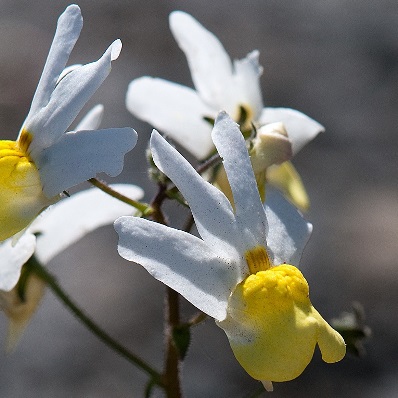 Nemesia anisocarpa - Yellowmouth Lionface - 5 Seed Pack