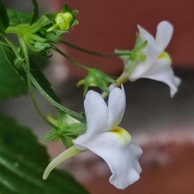 Nemesia melissifolia - White Forest-Nemesia - 5 Seed Pack