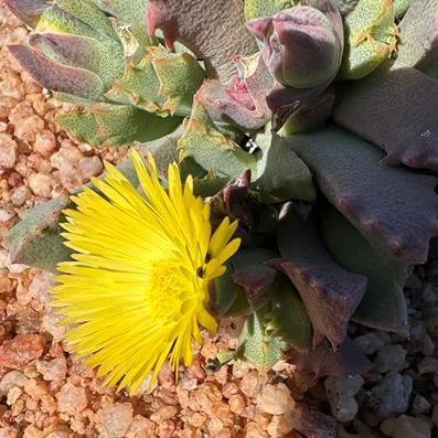 Odontophorus angustifolius - 5 Seed Pack - Image 2