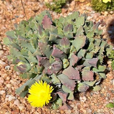 Odontophorus angustifolius - 5 Seed Pack - Image 3