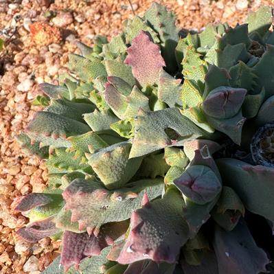 Odontophorus angustifolius - 5 Seed Pack - Image 4