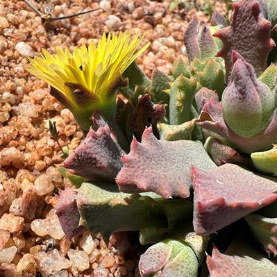 Odontophorus angustifolius - 5 Seed Pack