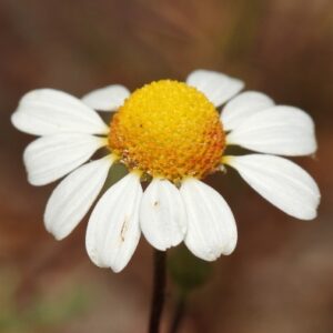 Oncosiphon africanum (Matricaria africana) - Wild Chamomile - 5 Seed Pack