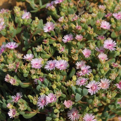 Oscularia ornata (Mesembryanthemum pageanum) - 5 Seed Pack