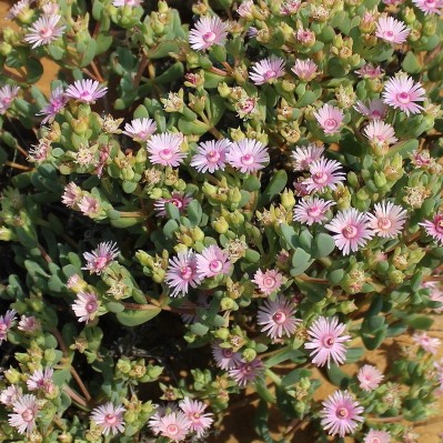 Oscularia ornata (Mesembryanthemum pageanum) - 5 Seed Pack - Image 2