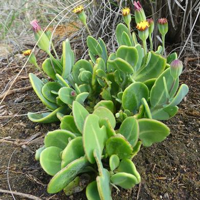 Othonna gymnodiscus (Doria gymnodiscus) - Leafy Babooncabbage - 5 Seed Pack