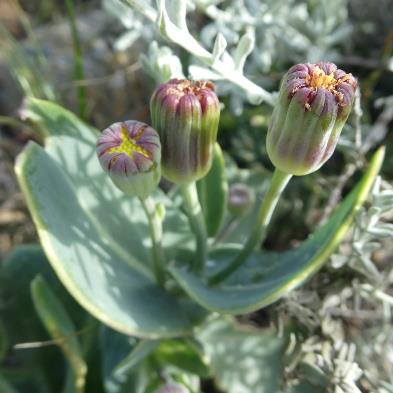 Othonna gymnodiscus (Doria gymnodiscus) - Leafy Babooncabbage - 5 Seed Pack - Image 2