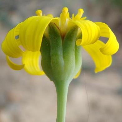 Othonna ramulosa - 5 Seed Pack - Image 3