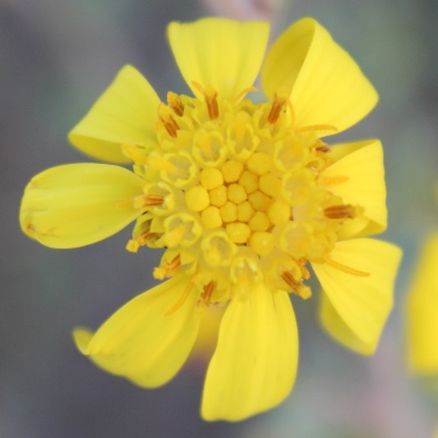 Othonna ramulosa - 5 Seed Pack