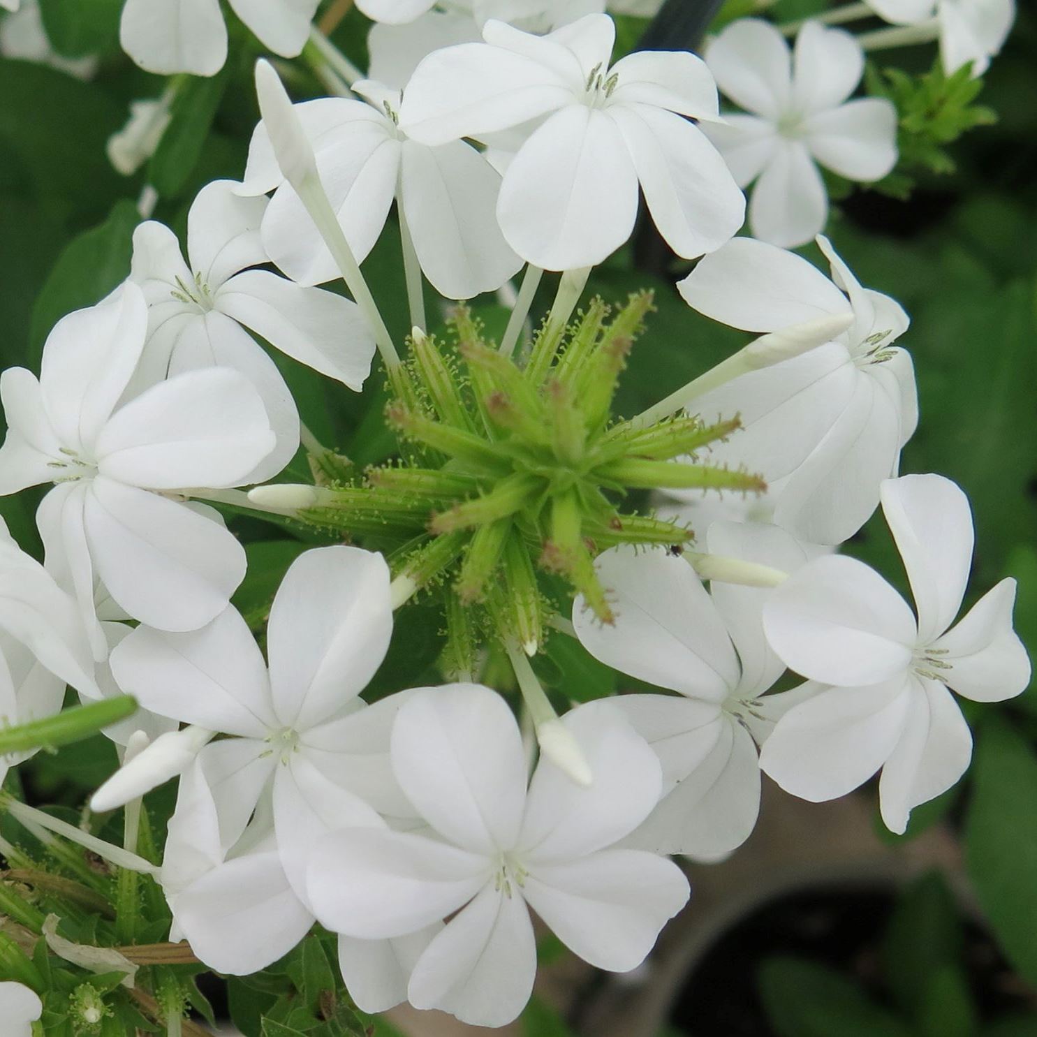 Plumbago auriculata White - White Cape Leadwort, White Plumbago; Witsyselbos - 5 Seed Pack
