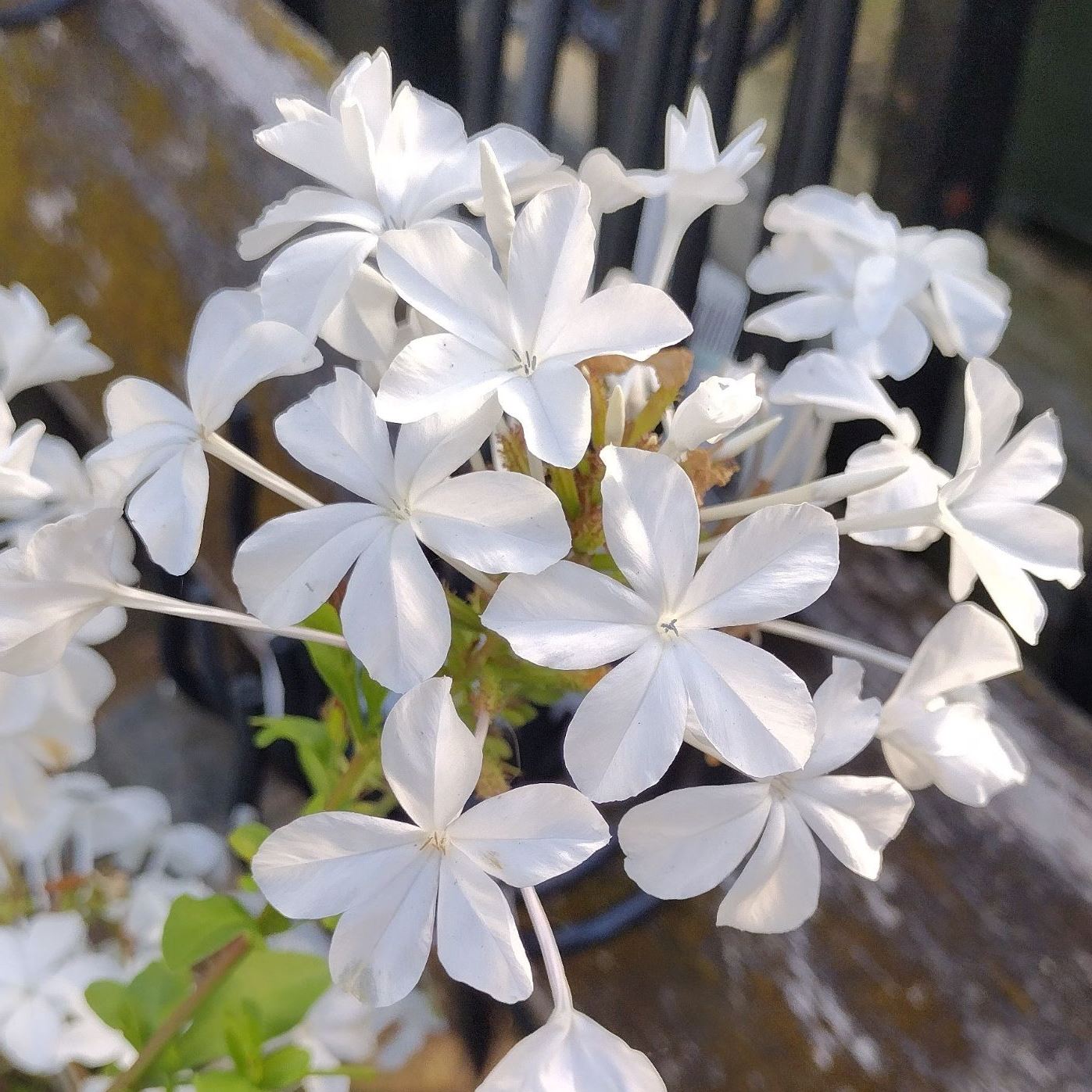 Plumbago auriculata White - White Cape Leadwort, White Plumbago; Witsyselbos - 5 Seed Pack - Image 3