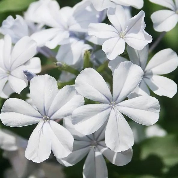 Plumbago auriculata White - White Cape Leadwort, White Plumbago; Witsyselbos - 5 Seed Pack - Image 2